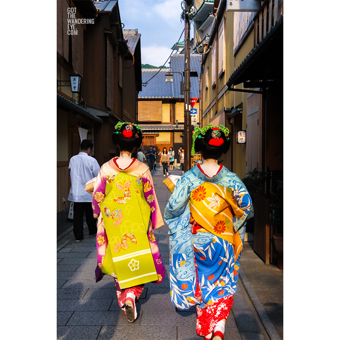 Maiko (apprentice geisha) walking the streets of gion in beautiful kimonos greeted by paparazzi. Geisha Kyoto Japan