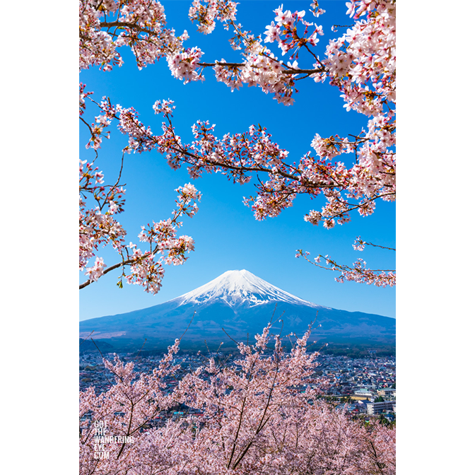 Cherry Blossom Mt Fuji. Snow capped mountain surrounded by pretty pink cherry blossoms on a clear sunny day.